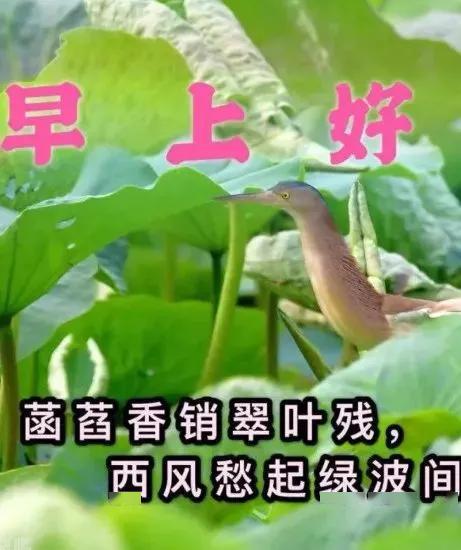 星期六早上好祝福问候语图片带字,暖心的早上好动态表情图片