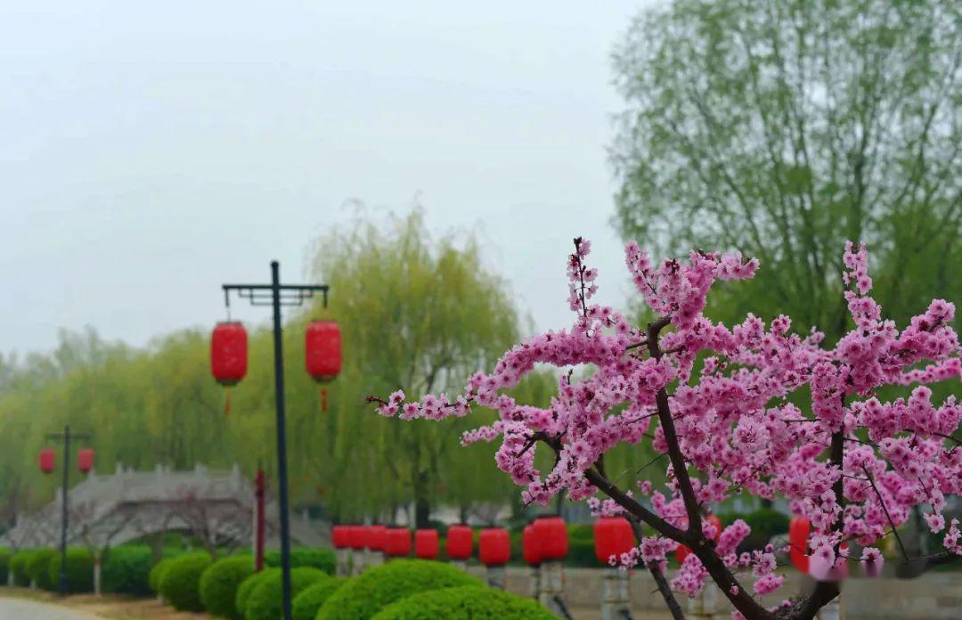 春雨润青州,柳绿花红中感受古城无边的宁静与祥和