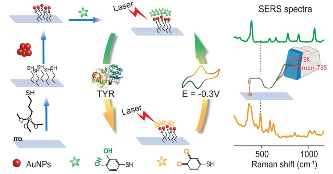 表面增强拉曼光谱检测酪氨酸酶活性