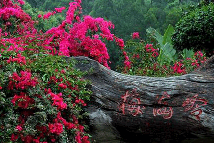 我愿踏入星辰大海,我愿期待春暖花开