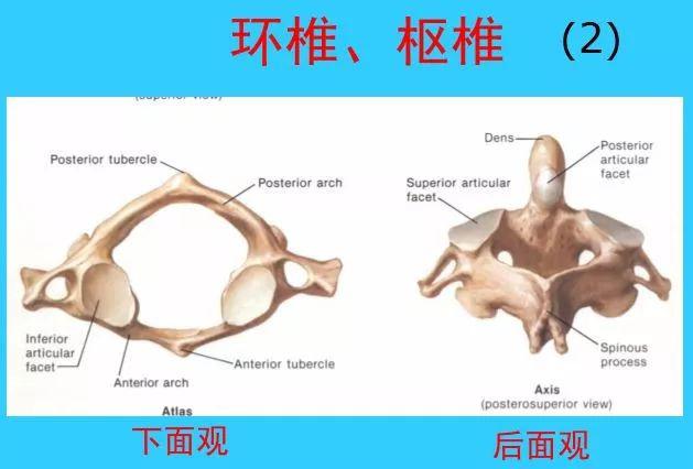 (3)utac---即unco,transero,articularcomplex称钩突,横突,关节突