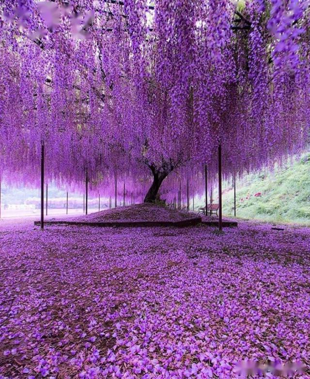 七言绝句:《紫藤花》