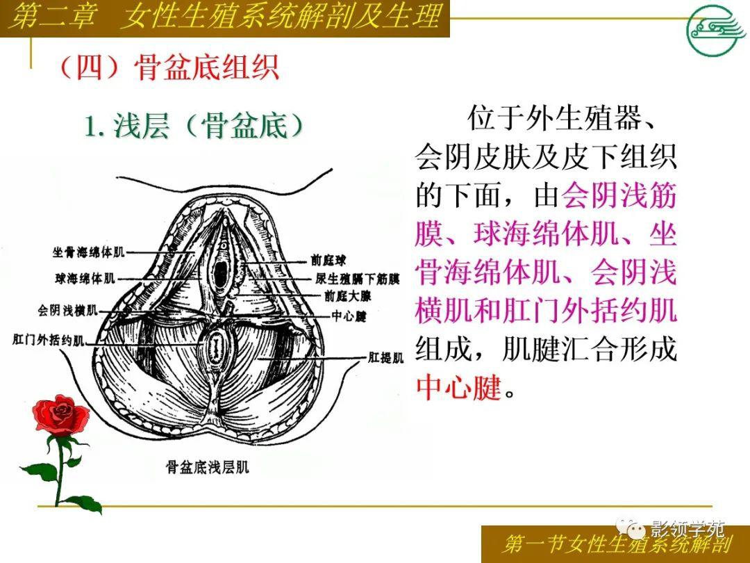 女性生殖系统解剖及生理