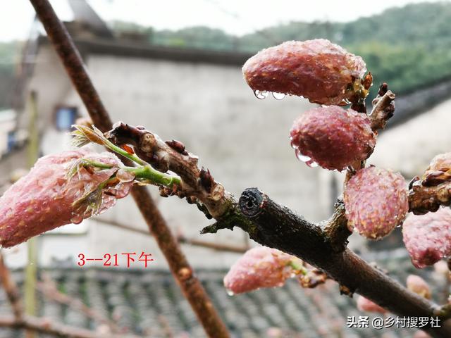 1/ 7 紫藤是落叶的藤本植物,一般是每年春分左右萌发叶芽,此时花苞比