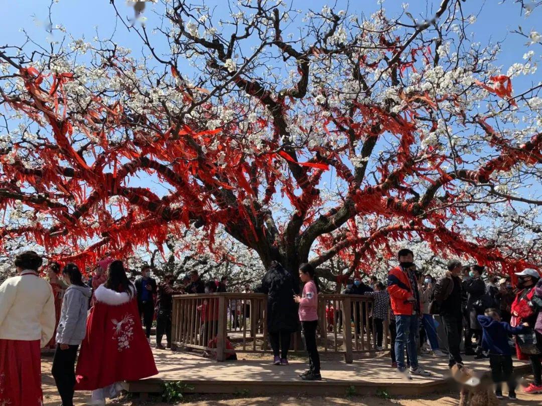 醉美梨花海今天2020中国砀山网络梨花节盛大开幕带您云游全球最大梨花