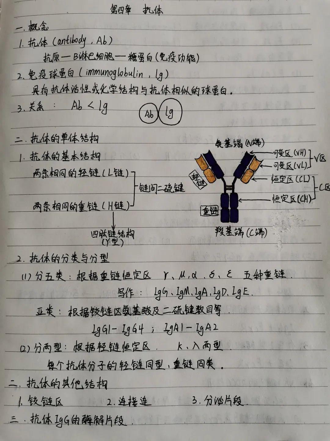 优秀笔记评选 || 临床医学院