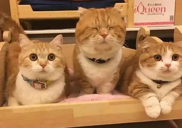 最受欢迎的10种猫咪,热度不输品种猫的田园"橘猫"强势