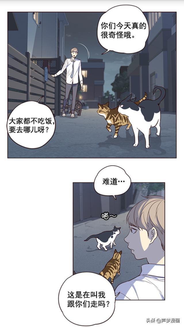 救了一只会说话的大肥猫,金黄色的(漫画)