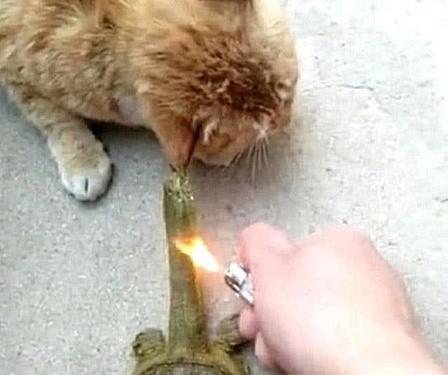 0820a5195a7e40e4921bd323aadd8f9d.jpeg