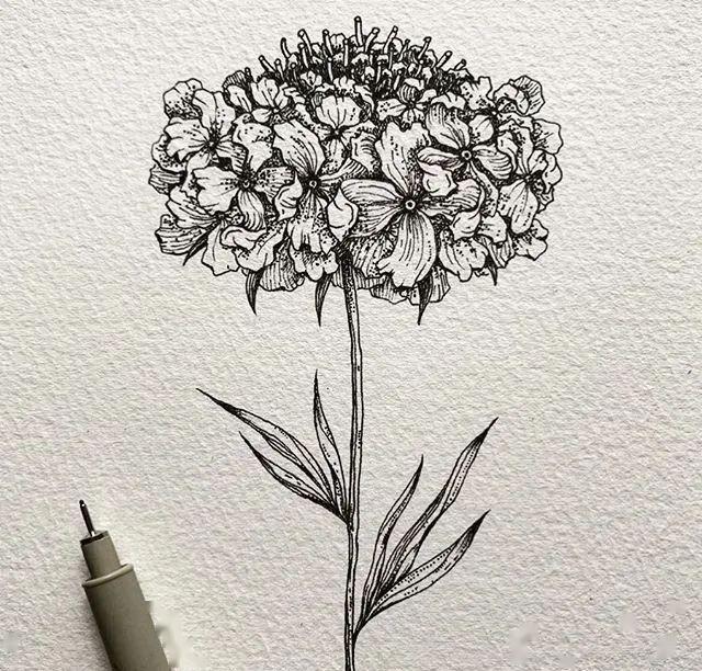 针管笔手绘黑白花卉插画可临摹