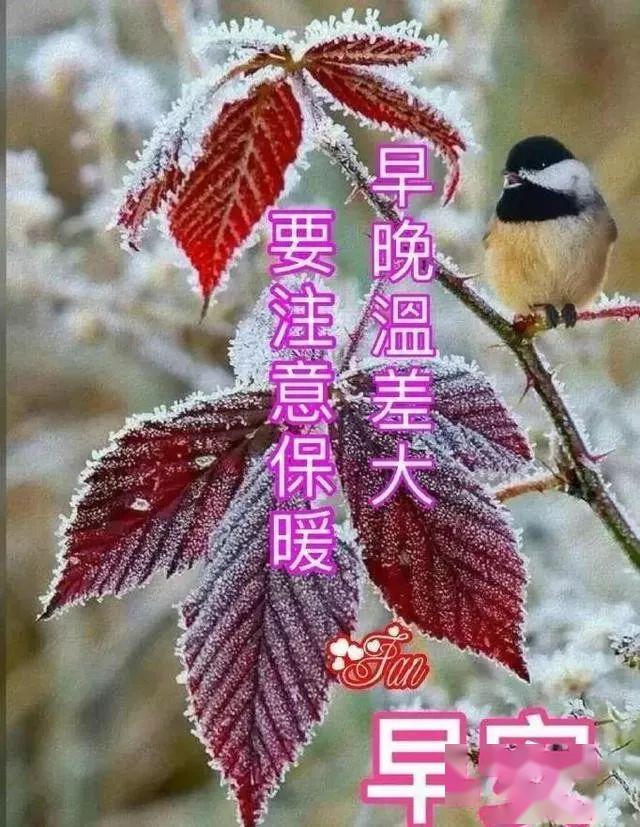 鼠年特别漂亮的早上好问候语表情美女图片,特别新的早上好问候语暖心