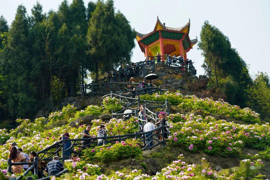 3月26日,在垫江县的恺之峰旅游区内,游客们在牡丹花海中游览.