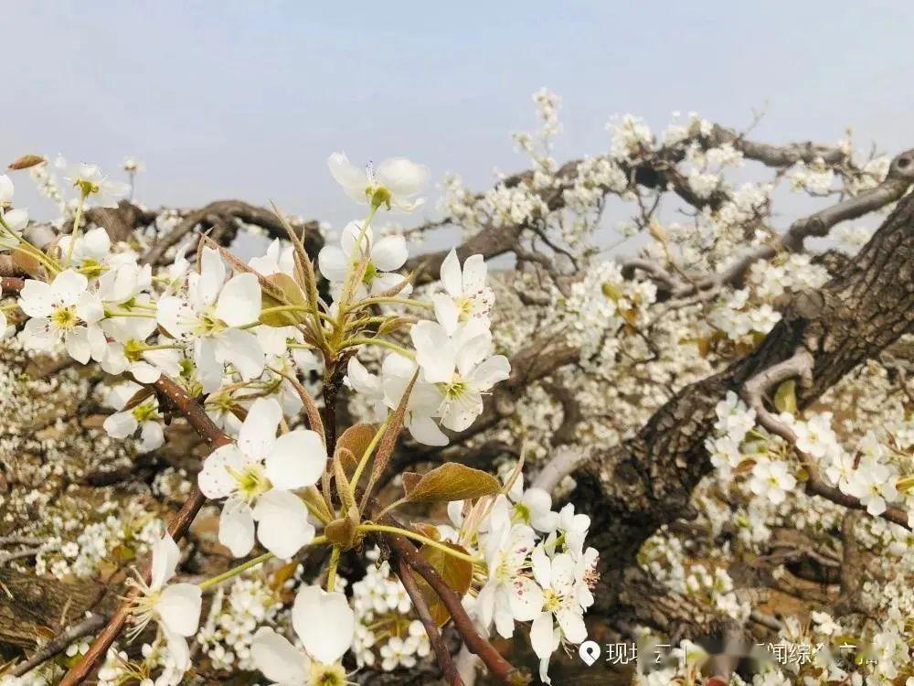 快讯中华第一梨园梨花节正式开幕百年梨树王万亩梨园都在这