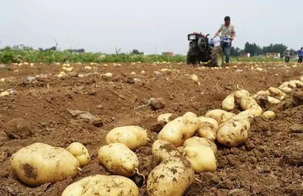 马铃薯种植技巧分享掌握这些马铃薯出苗更快更健康