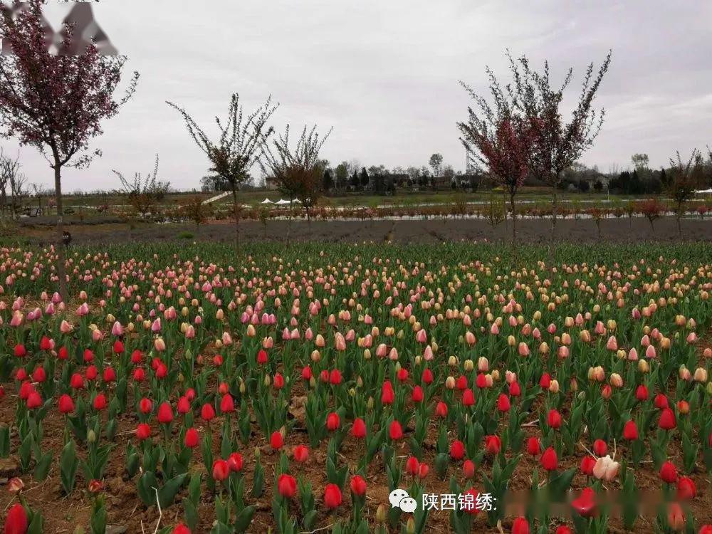 疫情过后踏春赏花锦绣大地致敬逆行英雄