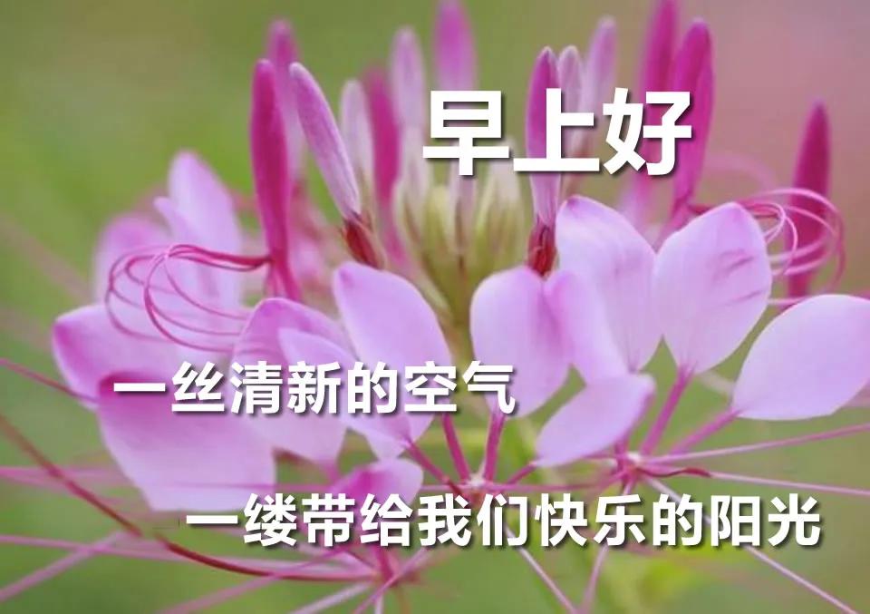 最美的早上好鲜花图片早晨鲜花大图问候2020