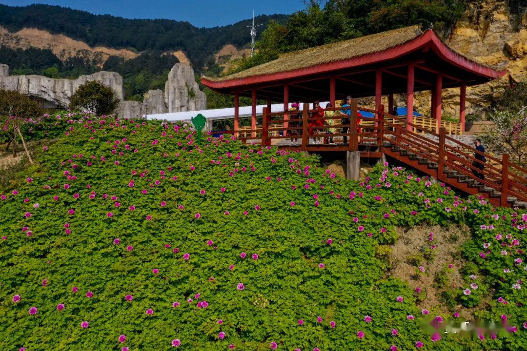 3月26日,拍摄的垫江县华夏牡丹园的牡丹花(无人机照片).