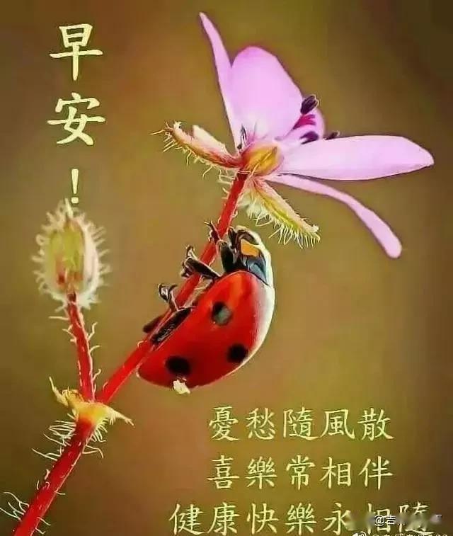 3月29日早上好问候祝福语祝福图片,最好看早安祝福美图送给大家