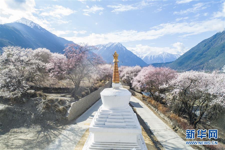 西藏林芝桃花盛开漫山遍野美如画卷