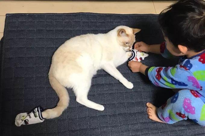 猫对人类幼崽实在太好了!