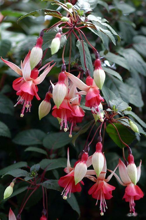 倒挂金钟(fuchsia)是桃金娘目,柳叶菜科,倒挂金钟属的植物,又名灯笼花