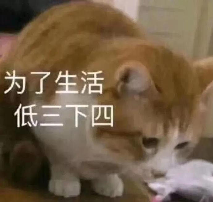 表情包一组怂包专用的猫猫头67676767