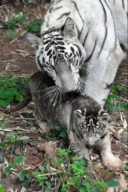 最罕见的黑虎在印度,谁知他妈竟还生了个白虎