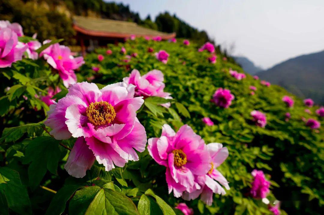 3月26日,在垫江县的华夏牡丹园内拍摄的牡丹花.