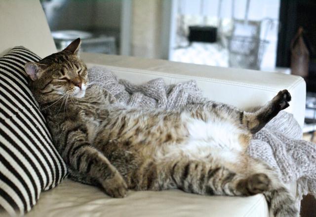 你知道你家猫咪睡觉的姿势代表着什么含义吗?