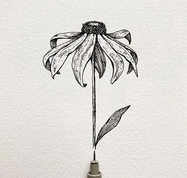 针管笔手绘黑白花卉插画~可临摹
