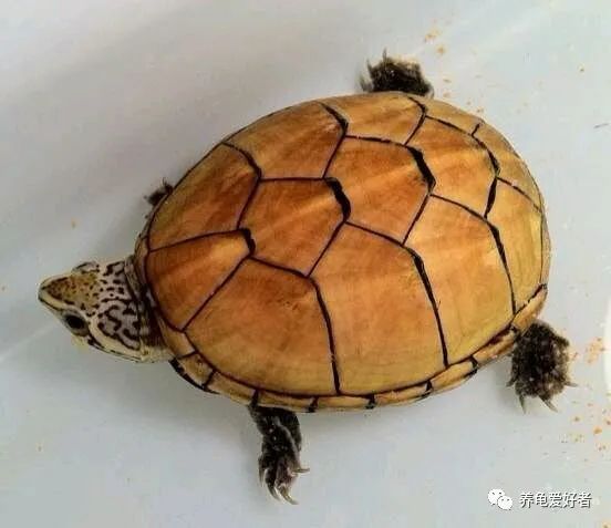 总结几个关于养龟的异类问题,不知道你遇到过没?