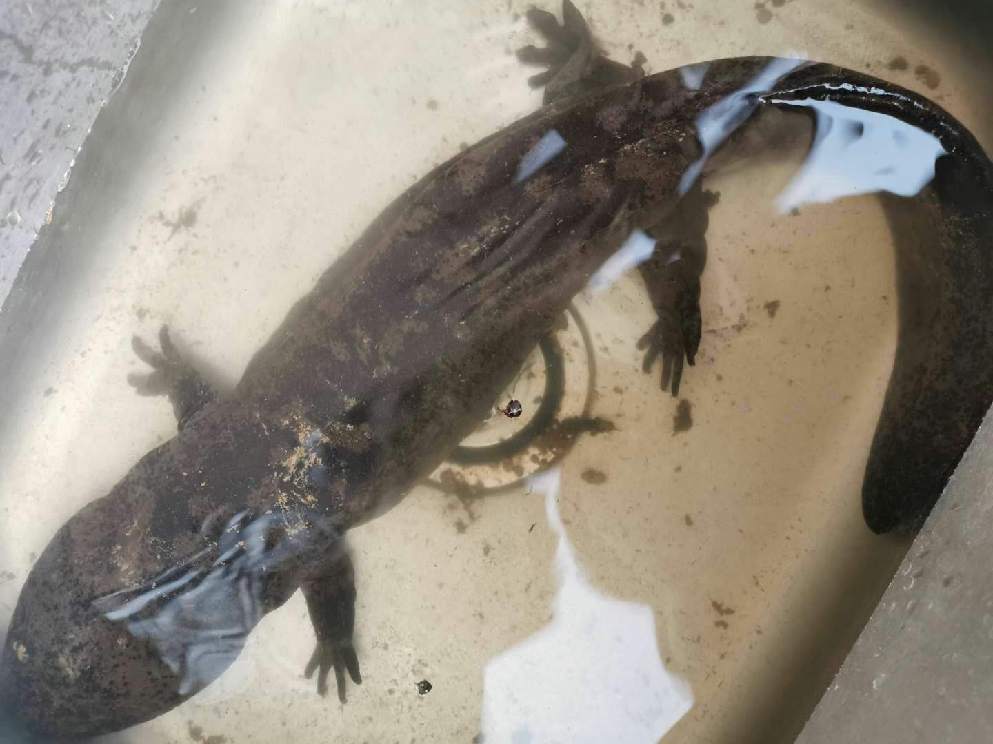 蝾螈是娃娃鱼吗 来自搜狐网