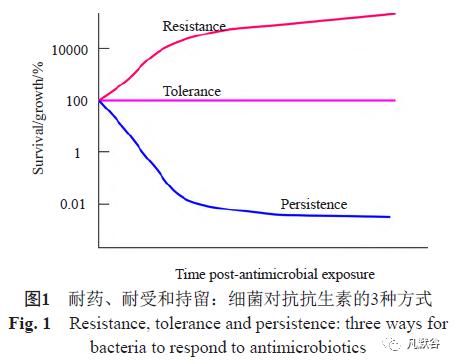 细菌耐药耐受性机制的最新研究进展_抗生素