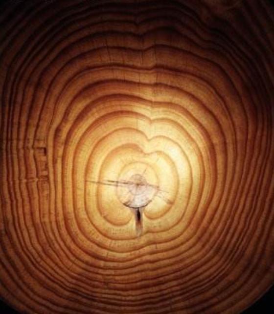 我们都知道,有年轮,一棵树生长的年数会在树干横切面上的圆圈数上显示