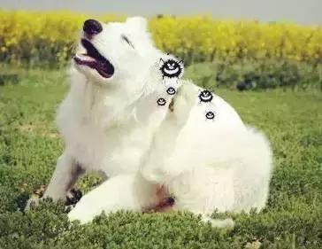 狗狗怎么驱虫最快 6f6cb997dea644839ca44d71d5053c7e.jpeg