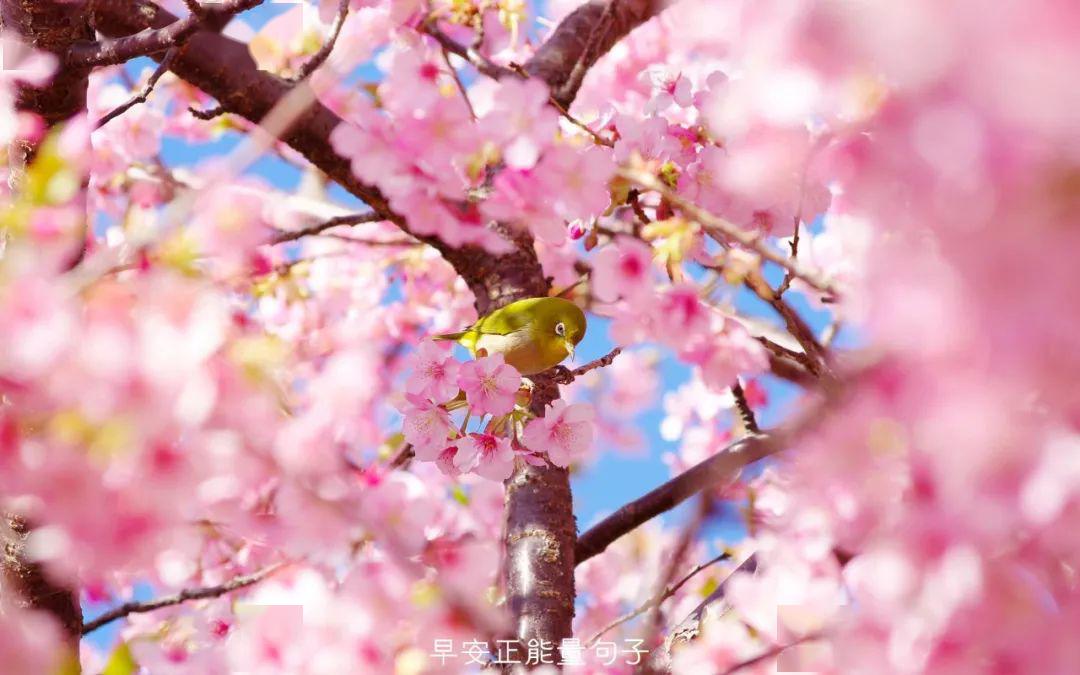 早安心语樱花图片 樱花图片唯美图片句子