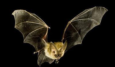 振翅什么什么 79dafc32941b4a669a9c1401a3b3d9a6.jpeg