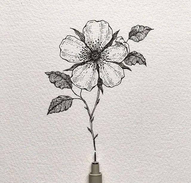 针管笔手绘黑白花卉插画可临摹