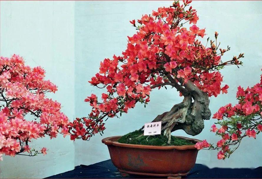 展区内各式杜鹃盆景色形迥异,争奇斗艳,共计500余种.