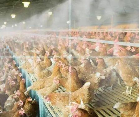 原创养鸡场日常消毒常见误区,十有八九都会出错!