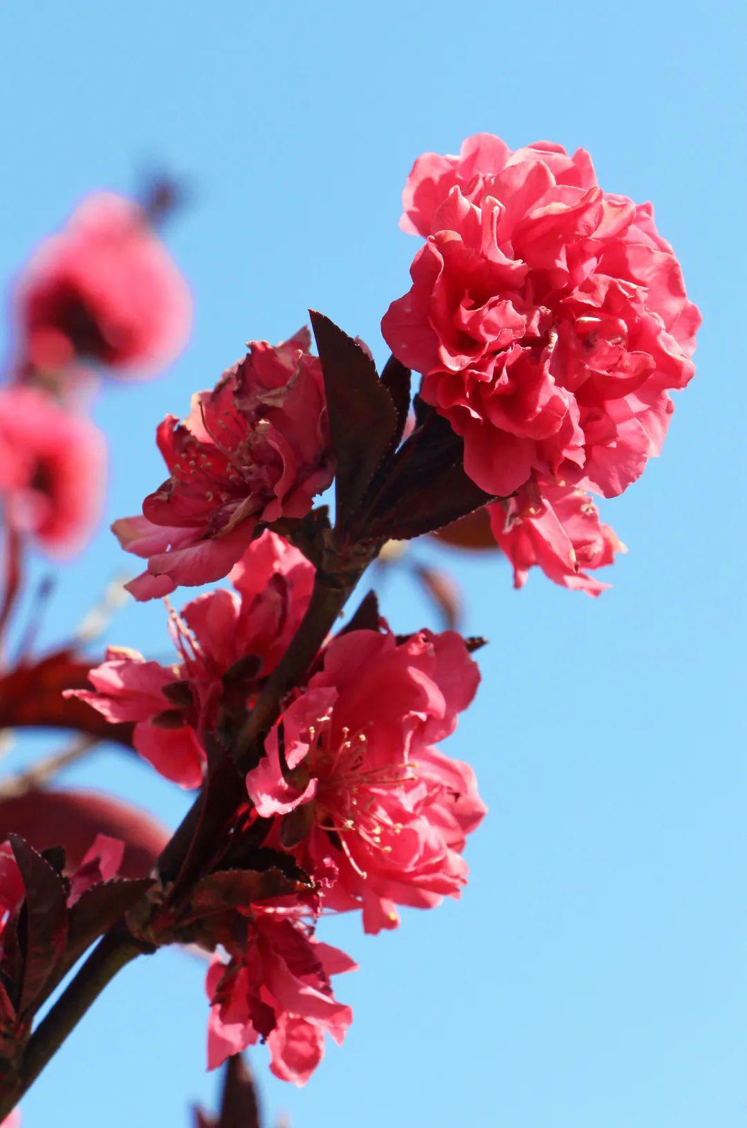 航天城里百花香 | 西昌的"桃花源",花开成景花落成诗