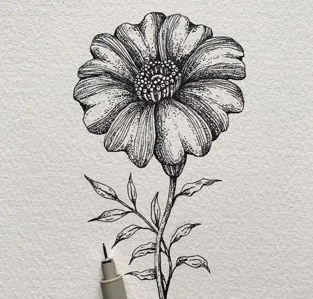 针管笔手绘黑白花卉插画可临摹