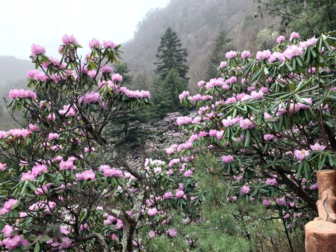 大美镇安|秦岭深处木王山,杜鹃盛开惹人醉