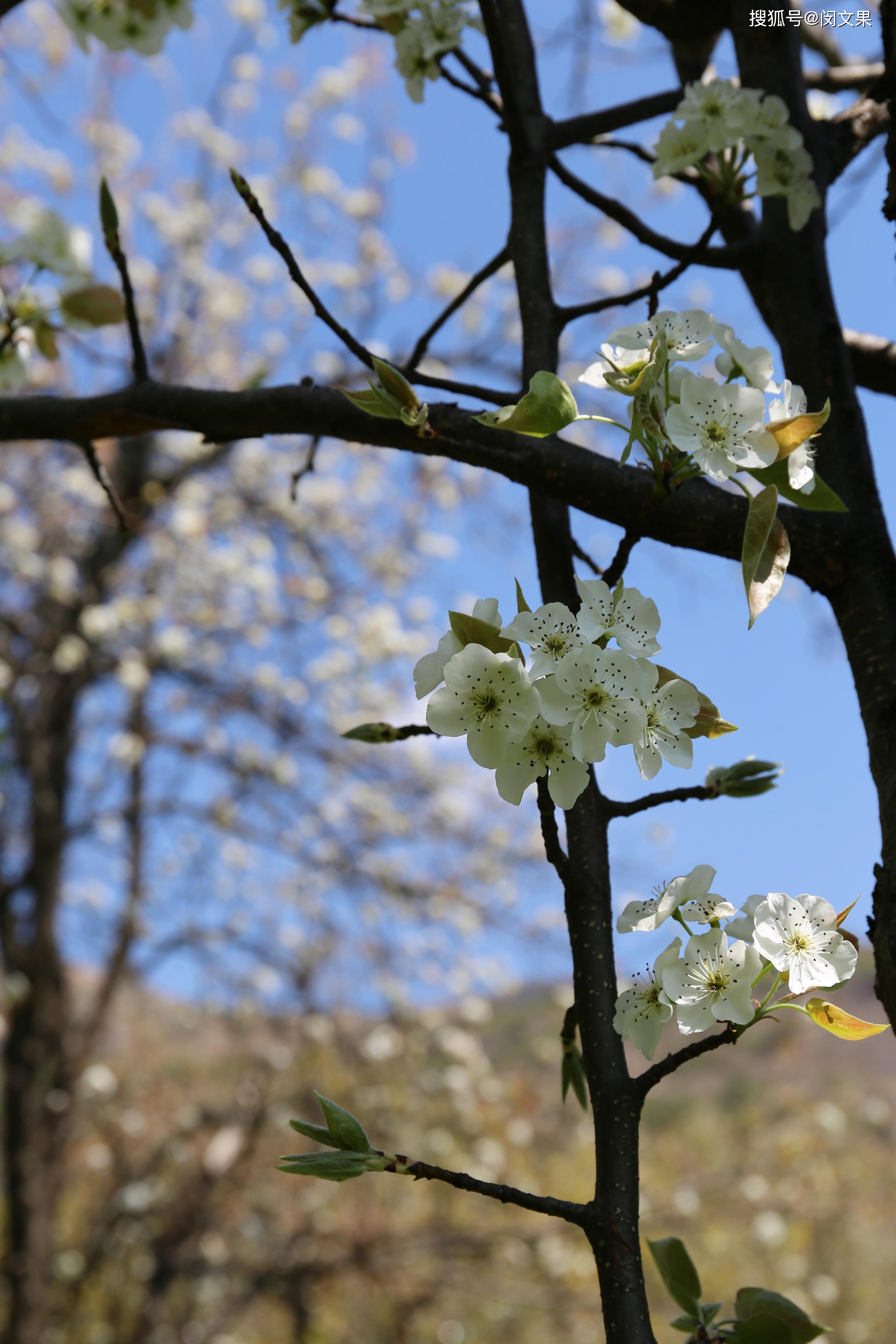 原创梨花淡白柳深青,大理洱源梨花村,遗世美丽