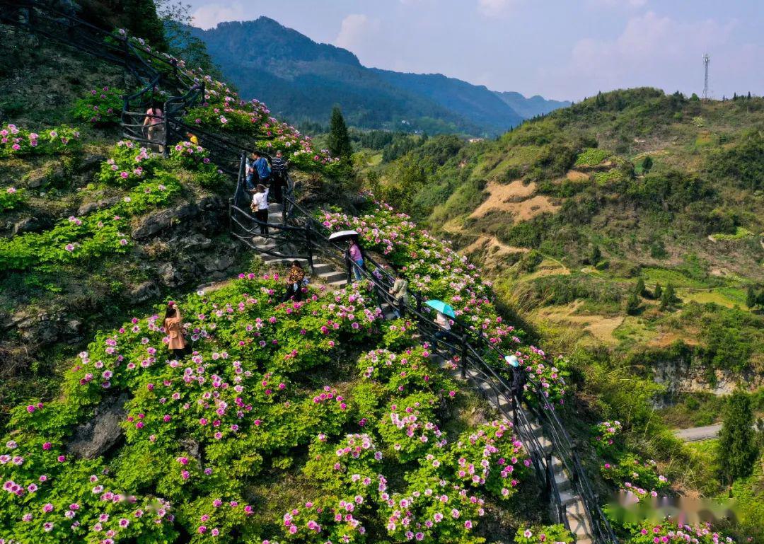 3月26日,在垫江县的恺之峰旅游区内,游客们在牡丹花海中游览(无人机