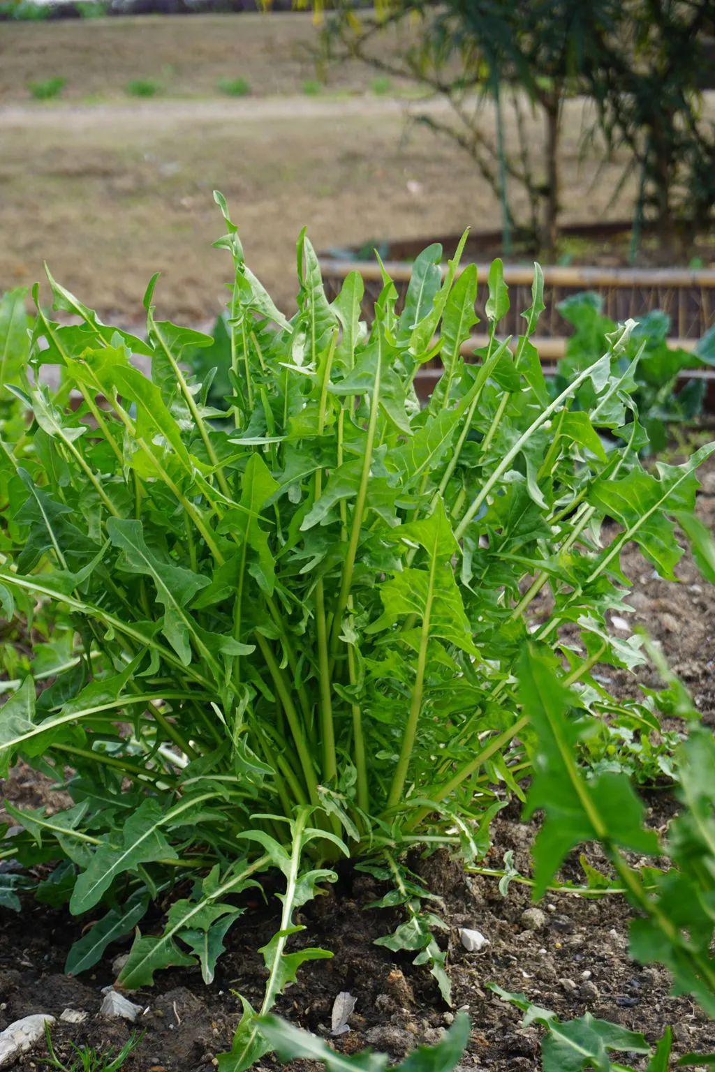 菊苣(图:丁洁)| 红脉酸模(图:丁洁)野菜虽然淳朴清新可当我们享用