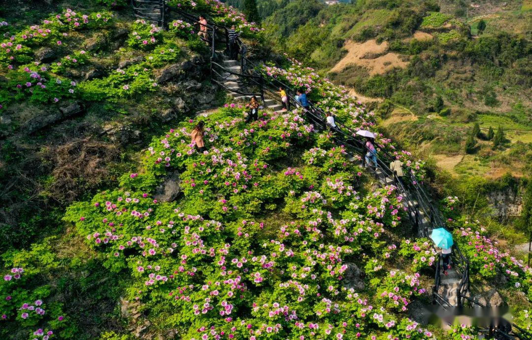 3月26日,在垫江县的恺之峰旅游区内,游客们在牡丹花海中游览(无人机