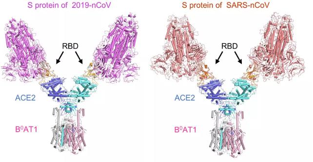 二者通过rbd结构域锚定在一起(左,新型冠状病毒2019-ncov;右,sars-cov