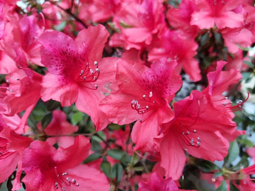 祁门杜鹃花:花中"西施" 在水一方