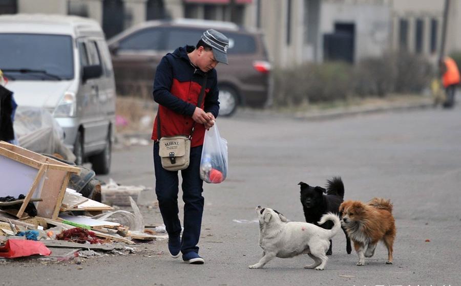 到底该不该喂养流浪动物?喂了两年的过来人竟告诉我"不要喂"